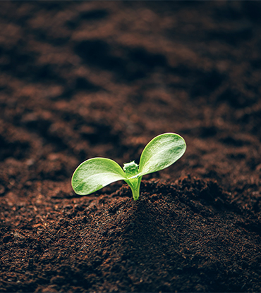 green-plant-growing-in-good-soil-banner-with-copy